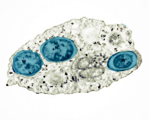 Wolbachia - padat