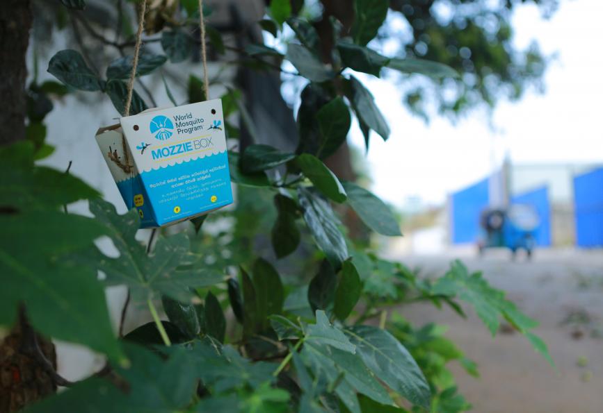 Sebuah kotak mozzie yang tergantung di pohon di Kolombo, Sri Lanka