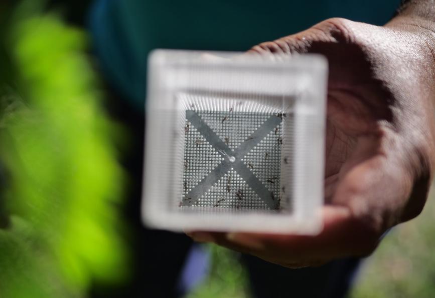 Aedes aegypti nyamuk