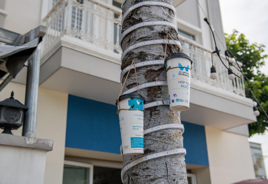 Wadah pelepasan nyamuk di Thu Dau Mot, Vietnam