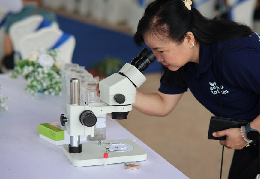 Seorang relawan dari organisasi " World Mosquito Program " sedang mengamati nyamuk dari spesies Wolbachia " melalui mikroskop 