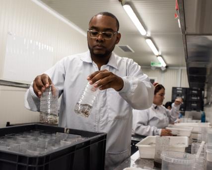 Cali di laboratorium