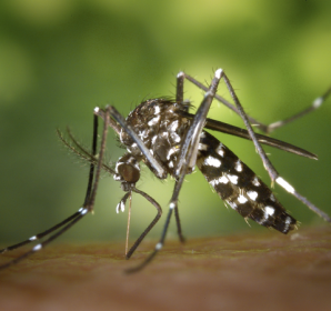 Chikungunya
